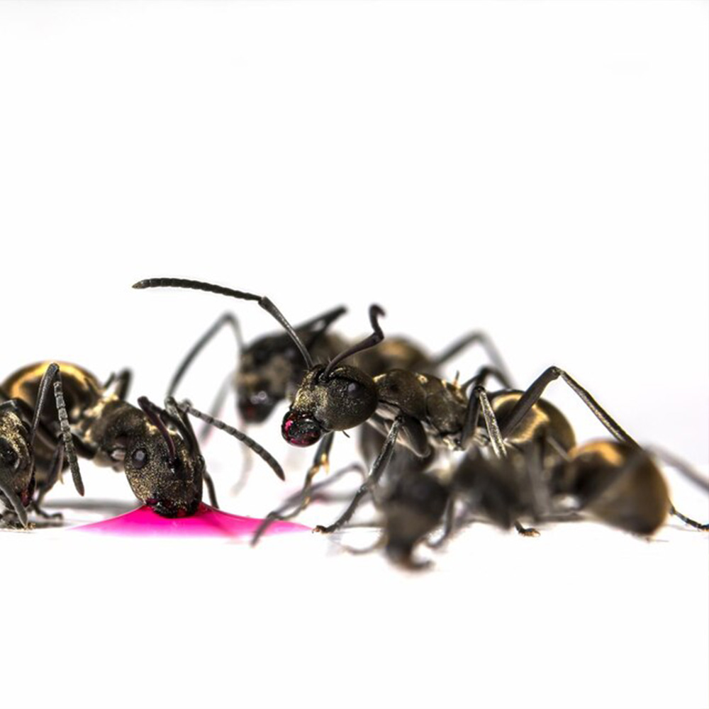 إبادة النمل