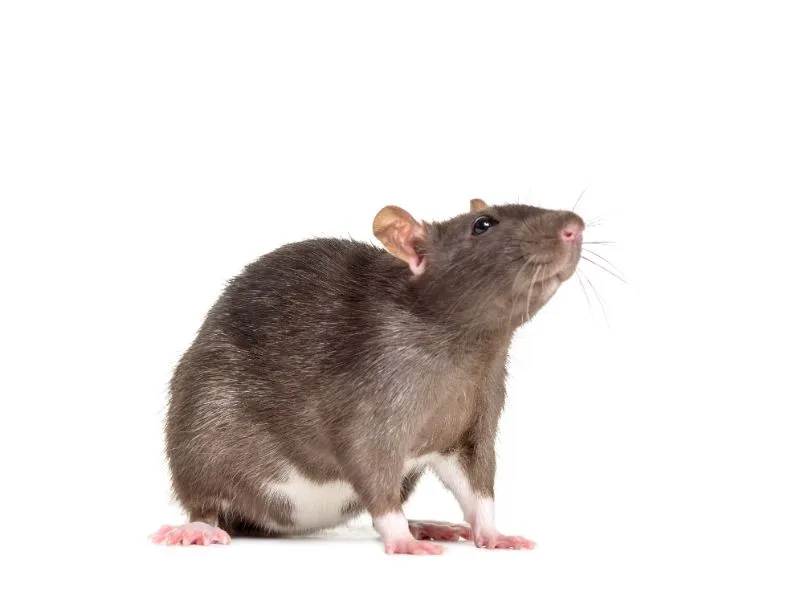 إبادة الفئران