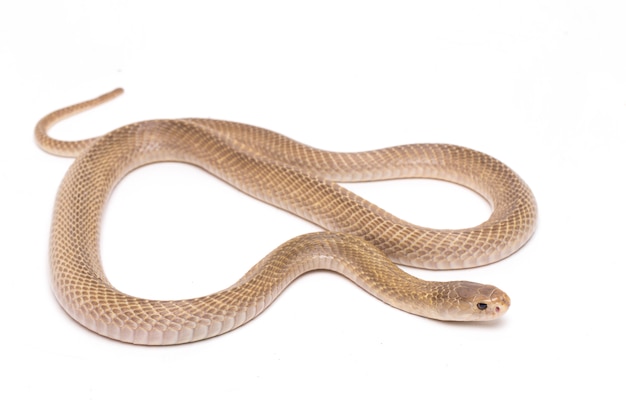 إبادة الثعابين